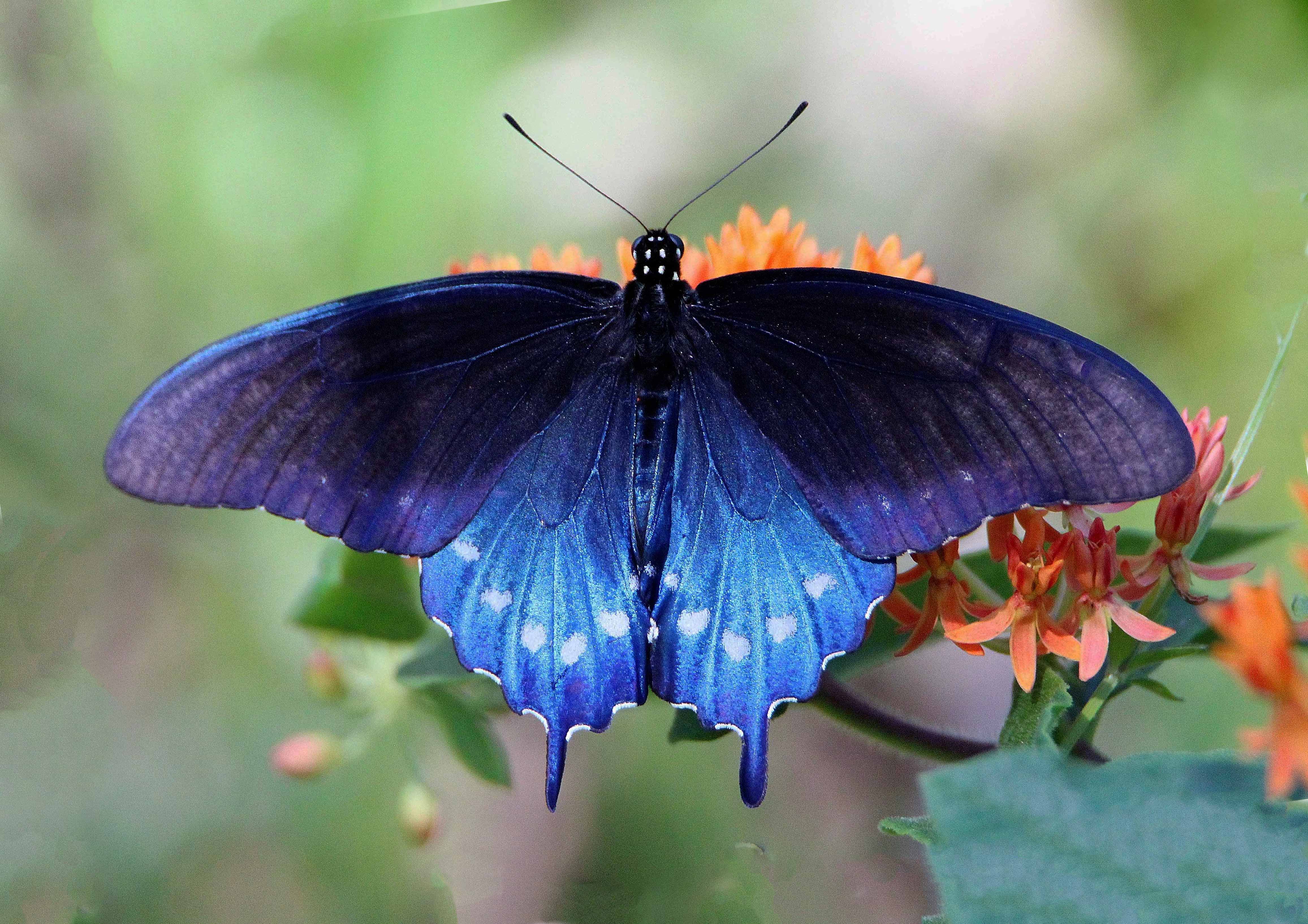 Black Swallowtail Butterfly Identification Facts Pictures