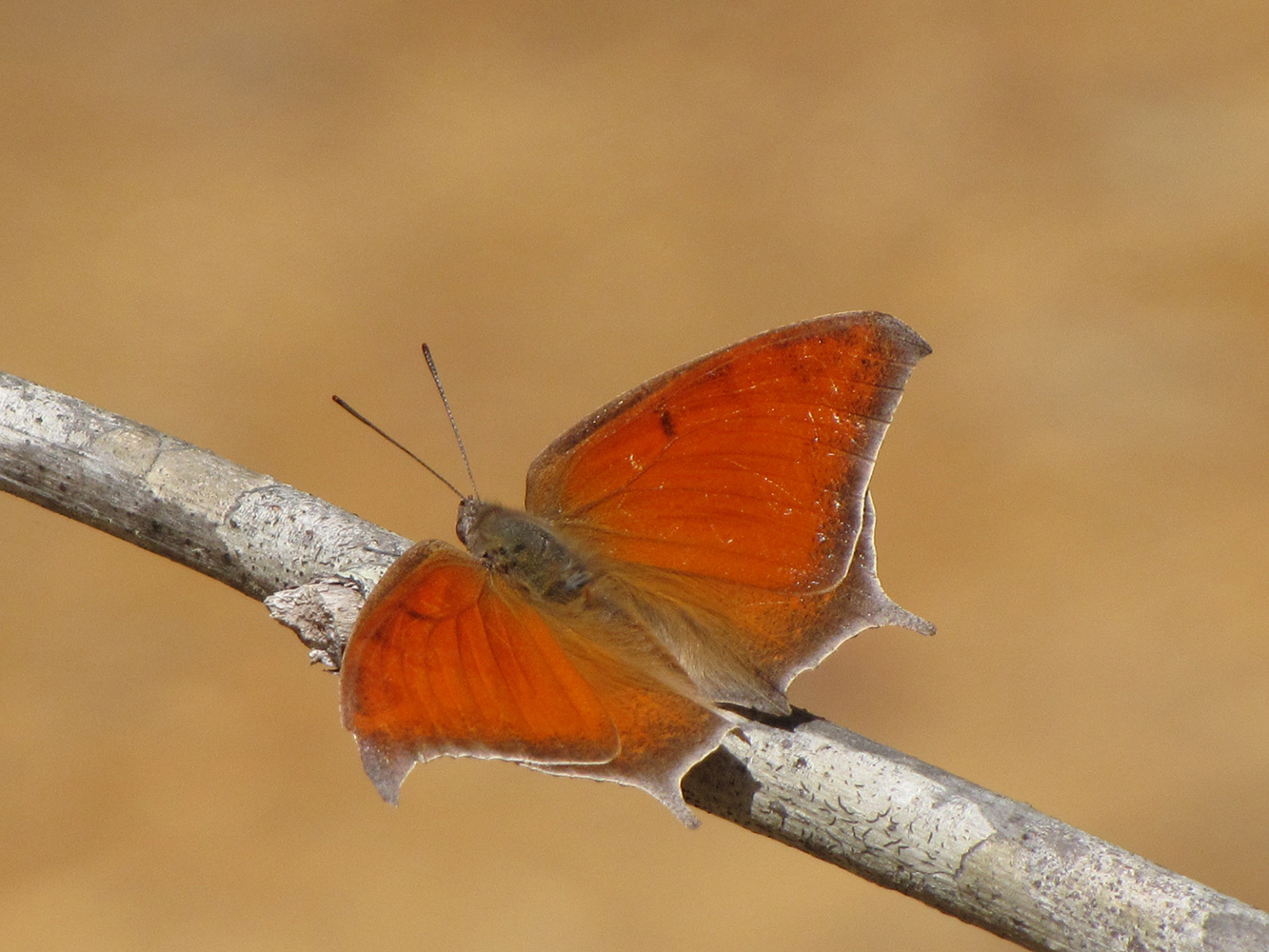 Goatweed Leafwing - Alabama Butterfly Atlas