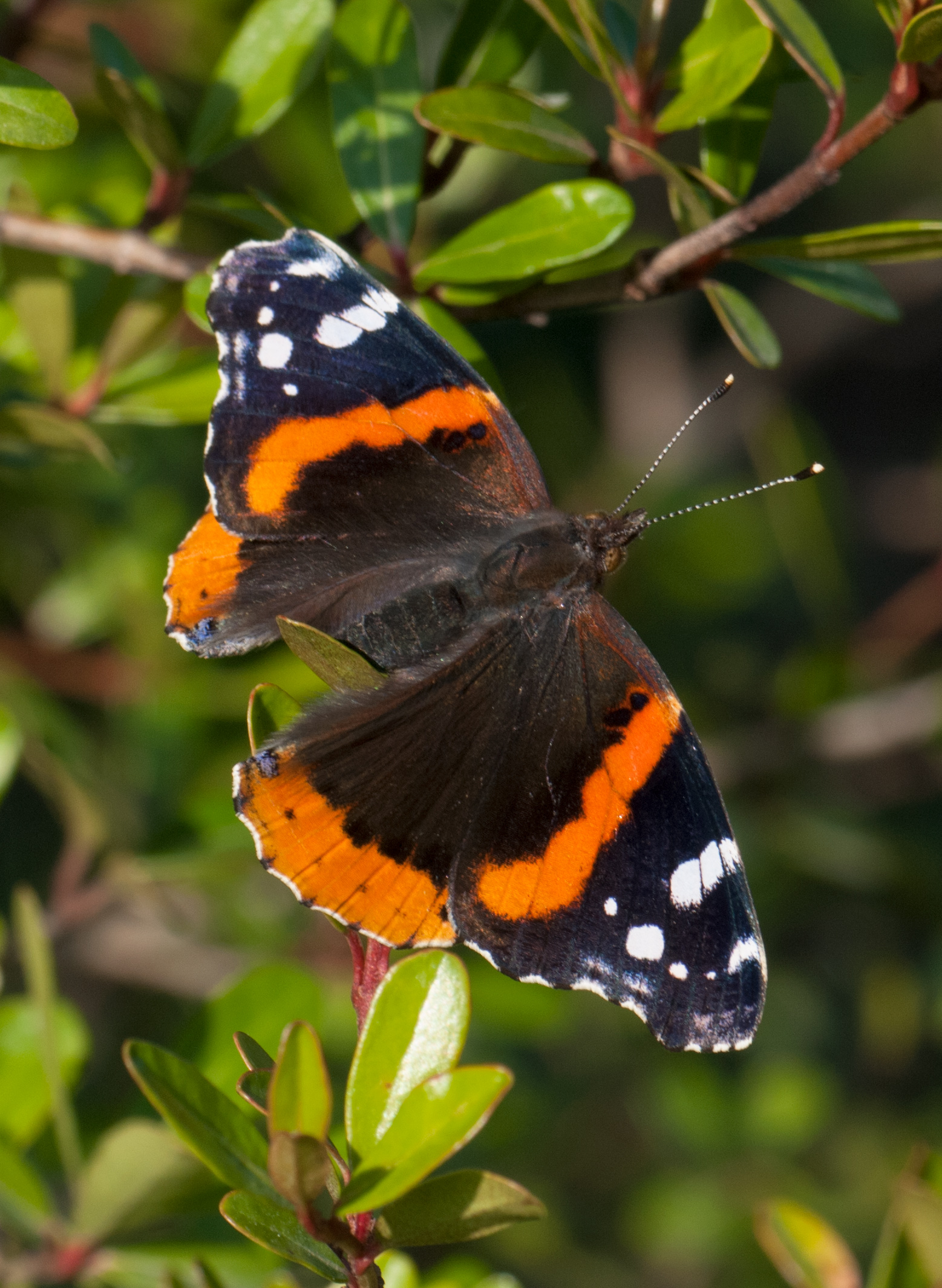 Red Admiral Alabama Butterfly Atlas
