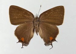 Female