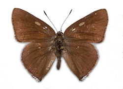 Male