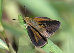 Dukes' Skipper 