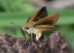 Dukes' Skipper 