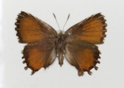 Female
