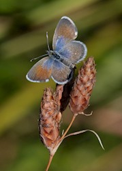 Western Pygmy-Blue 