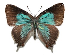 Female