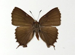 Male