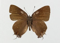 Male