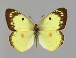 Female