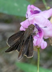 Clouded Skipper 