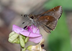 Clouded Skipper 