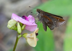 Clouded Skipper 