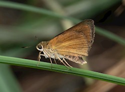 Dukes' Skipper 