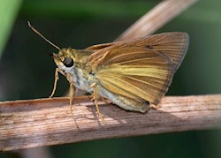 Dukes' Skipper 