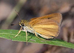 Dukes' Skipper 