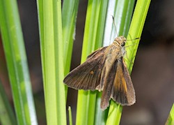 Dukes' Skipper 