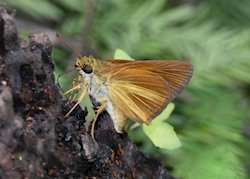 Dukes' Skipper 