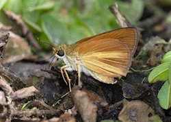 Dukes' Skipper 