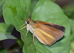 Dukes' Skipper 