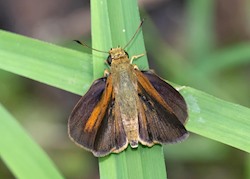 Dukes' Skipper 