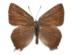Male