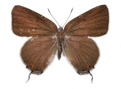 Female