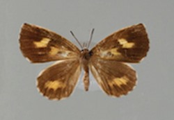 Female