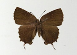 Male