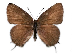 Male