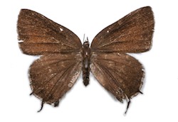 Male