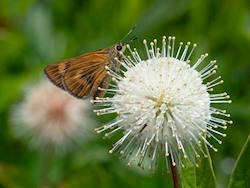 Byssus Skipper 