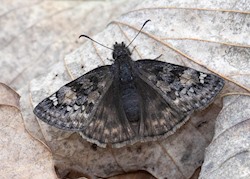 Juvenal's Duskywing 