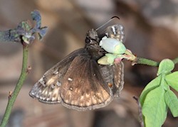 Juvenal's Duskywing 