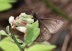 Juvenal's Duskywing 