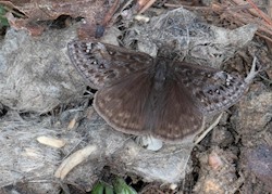 Juvenal's Duskywing 