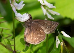 Juvenal's Duskywing 