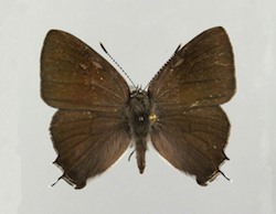 Male