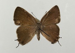 Female