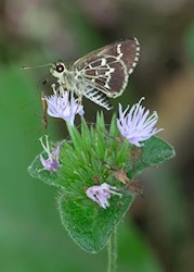 Lace-winged Roadside-Skipper 