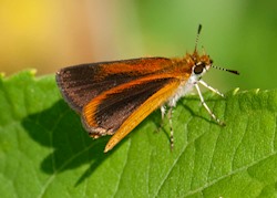 Least Skipper 
