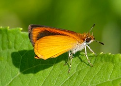Least Skipper 