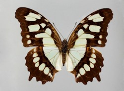 Female