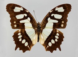 Male