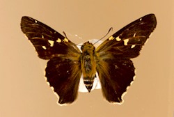 Male