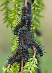 Mourning Cloak 