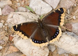 Mourning Cloak 