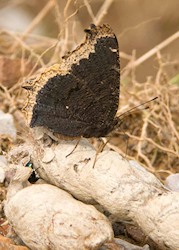 Mourning Cloak 