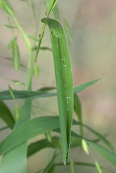 Pepper and Salt Skipper 