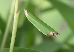 Pepper and Salt Skipper 