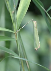 Pepper and Salt Skipper 
